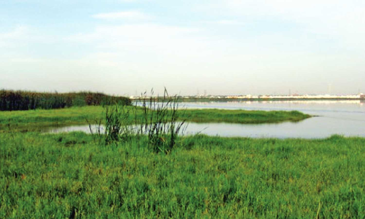 Chennai Housing Project Allegedly Encroaches Pallikaranai Ramsar Wetland, NGO Claims ₹2,000 Crore Scam