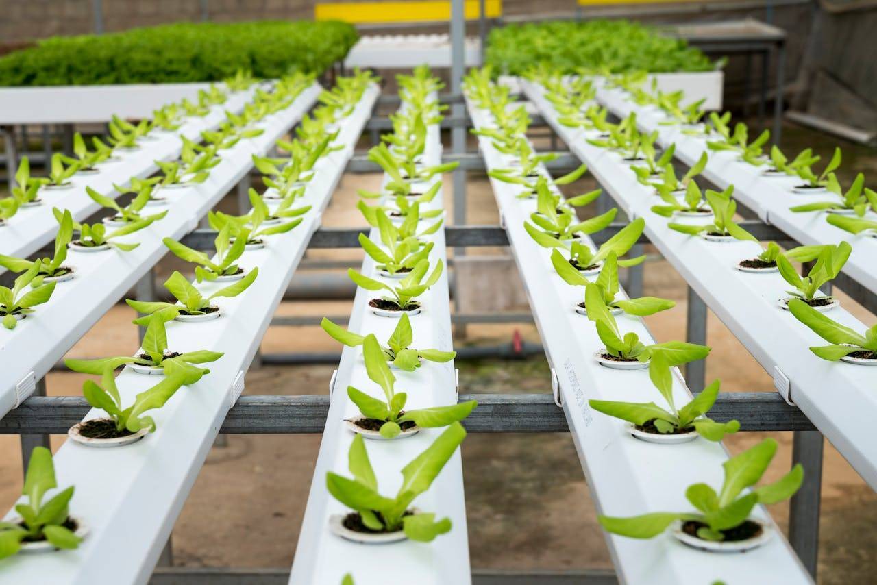 Dubai’s Massive Tree Plantation Drive Adds 300,000 Trees in Six Months at AED190 Million Cost