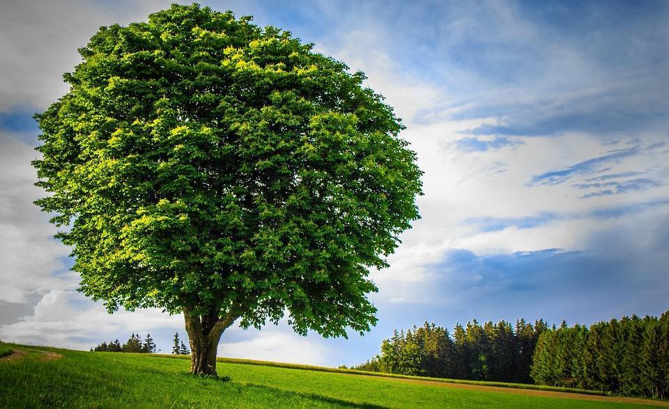 Industries Can Earn ‘Green Credits’ Through Eco-Restoration of Degraded Forest Land